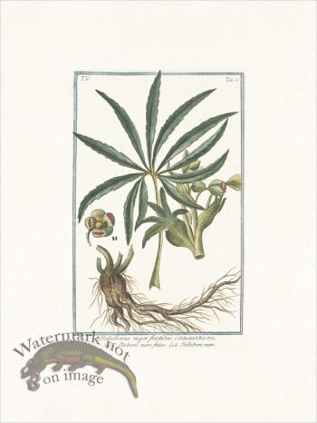 Bonelli 427 Stinking hell-wore